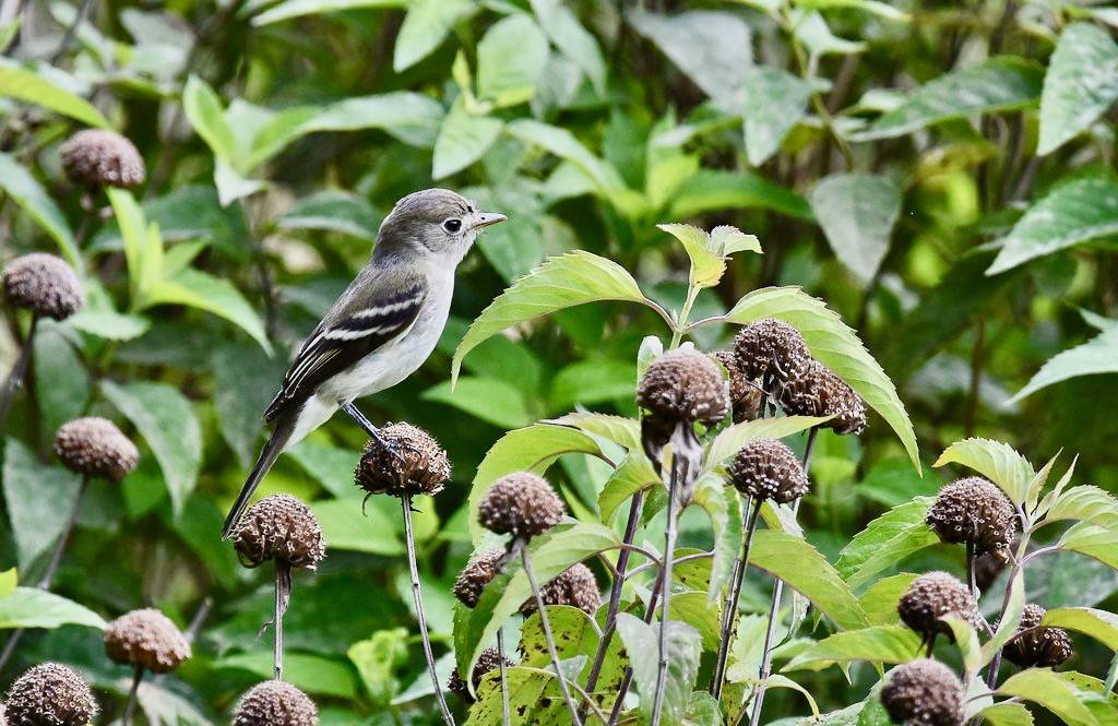 Least Flycatcher by Wildreturn is licensed under CC BY 2.0.